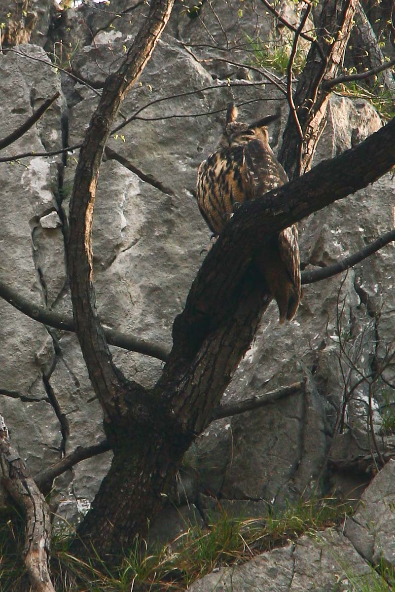 Gufo reale (soggetto in libertà, Alpi Orobie)