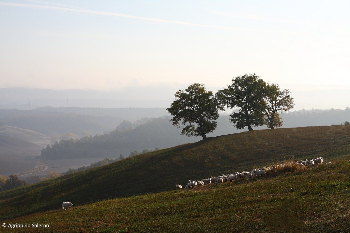 Val D'Orcia, nebbia al mattino