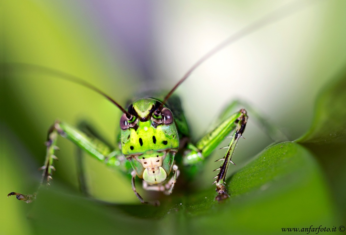 Green cricket
