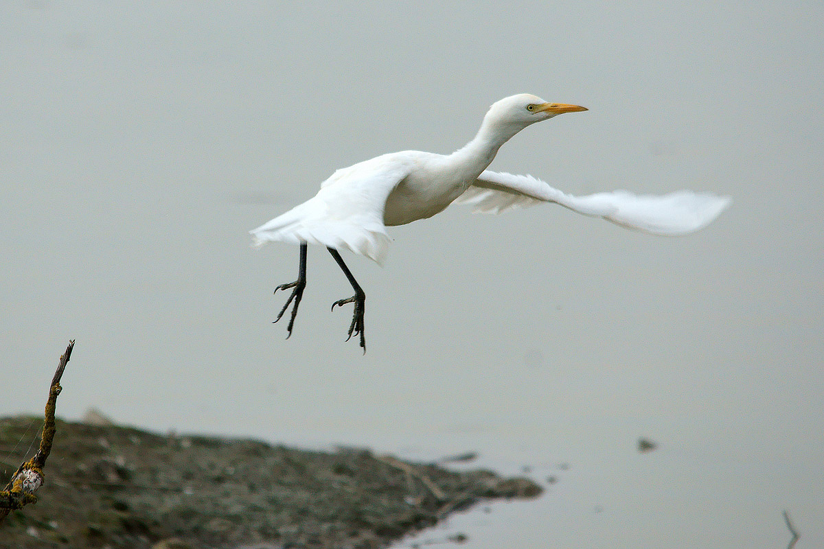 Cattle Egret