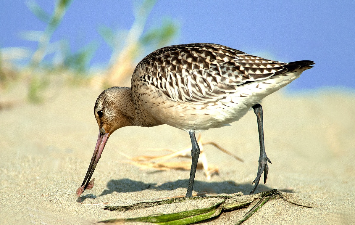 Bar-tailed Godwit - Viareggio Dock