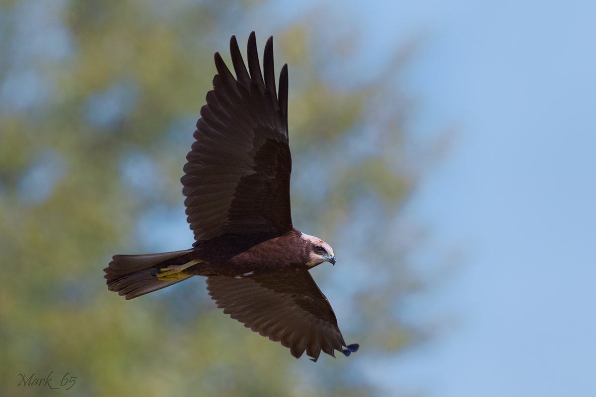 Marsh Harrier