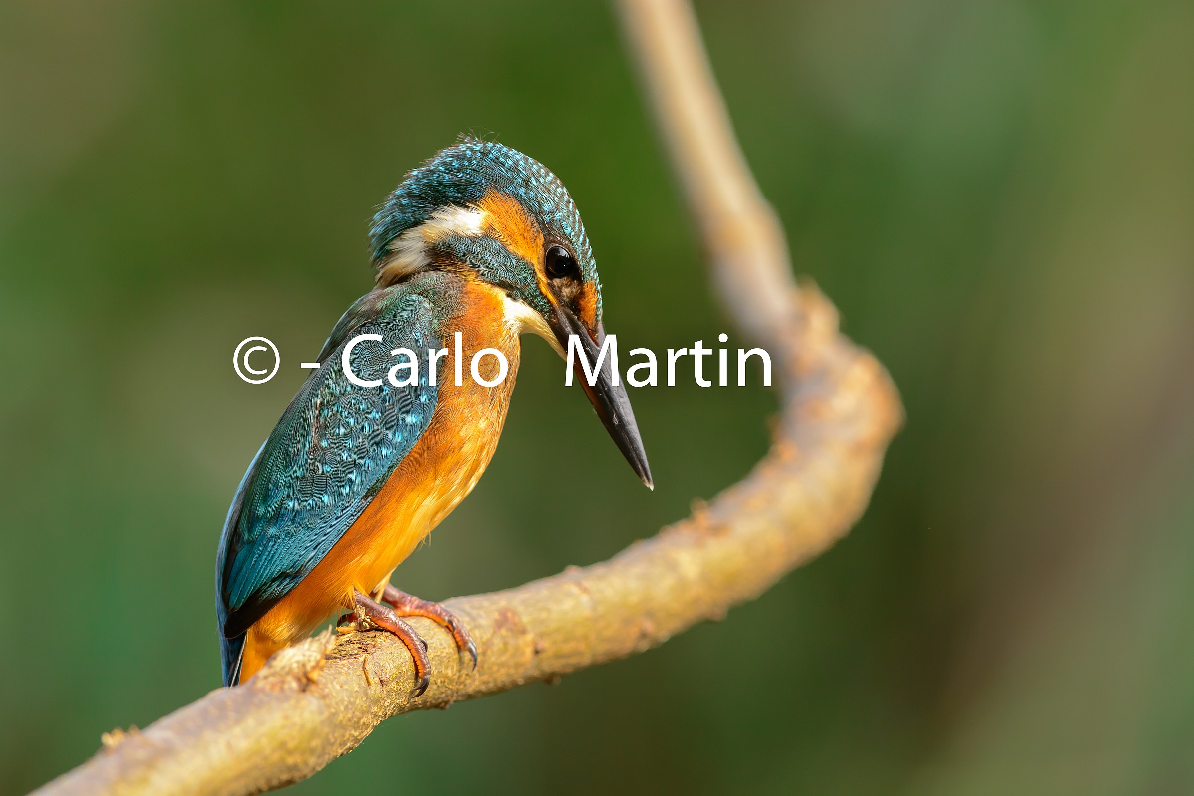 I saw you! [HD 24MP]