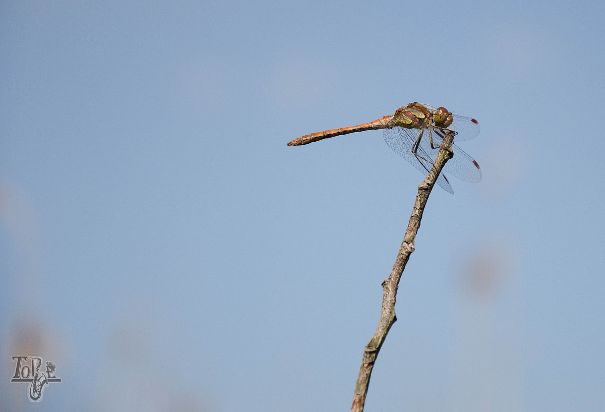 Dragonfly