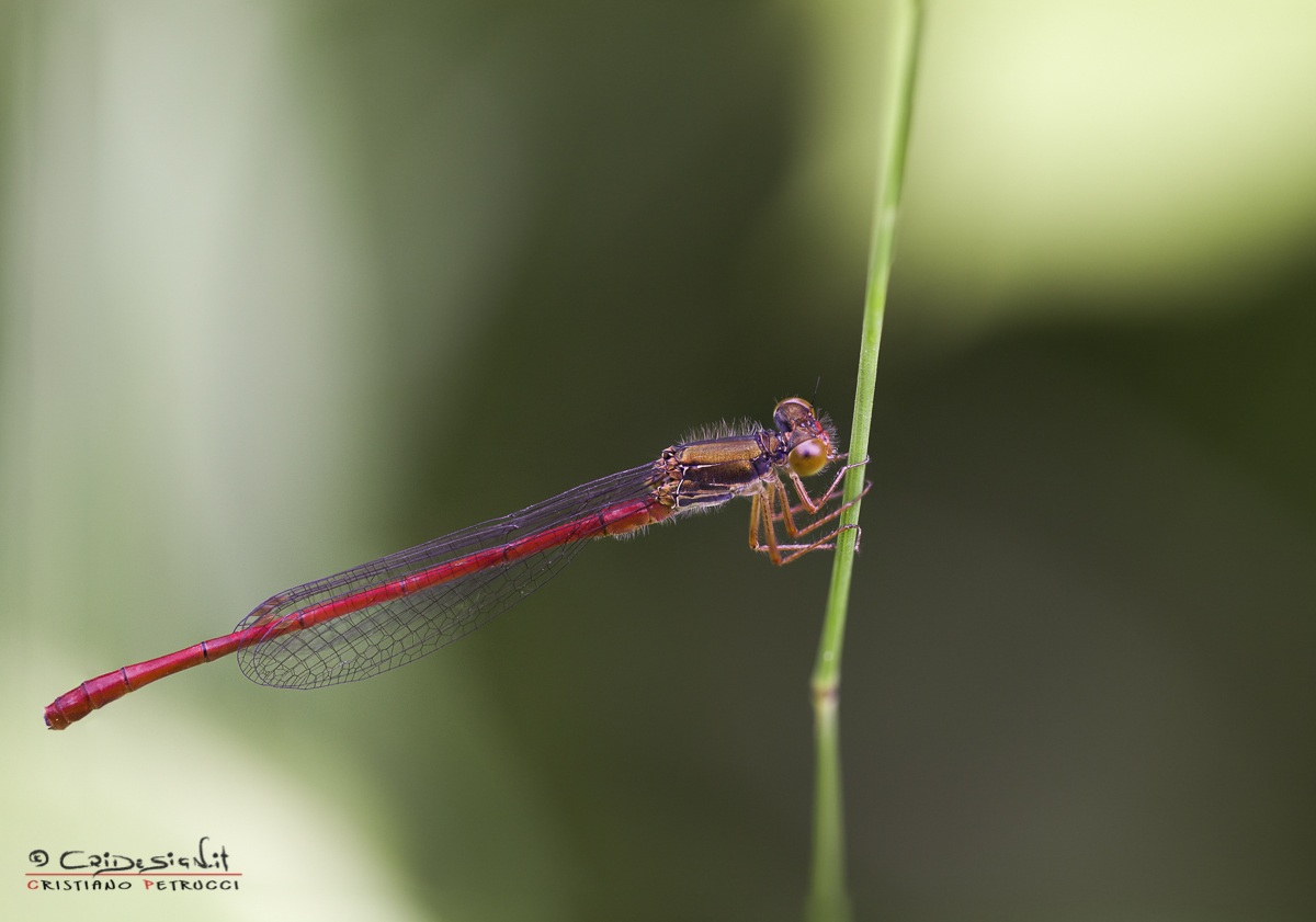 Red dragonfly