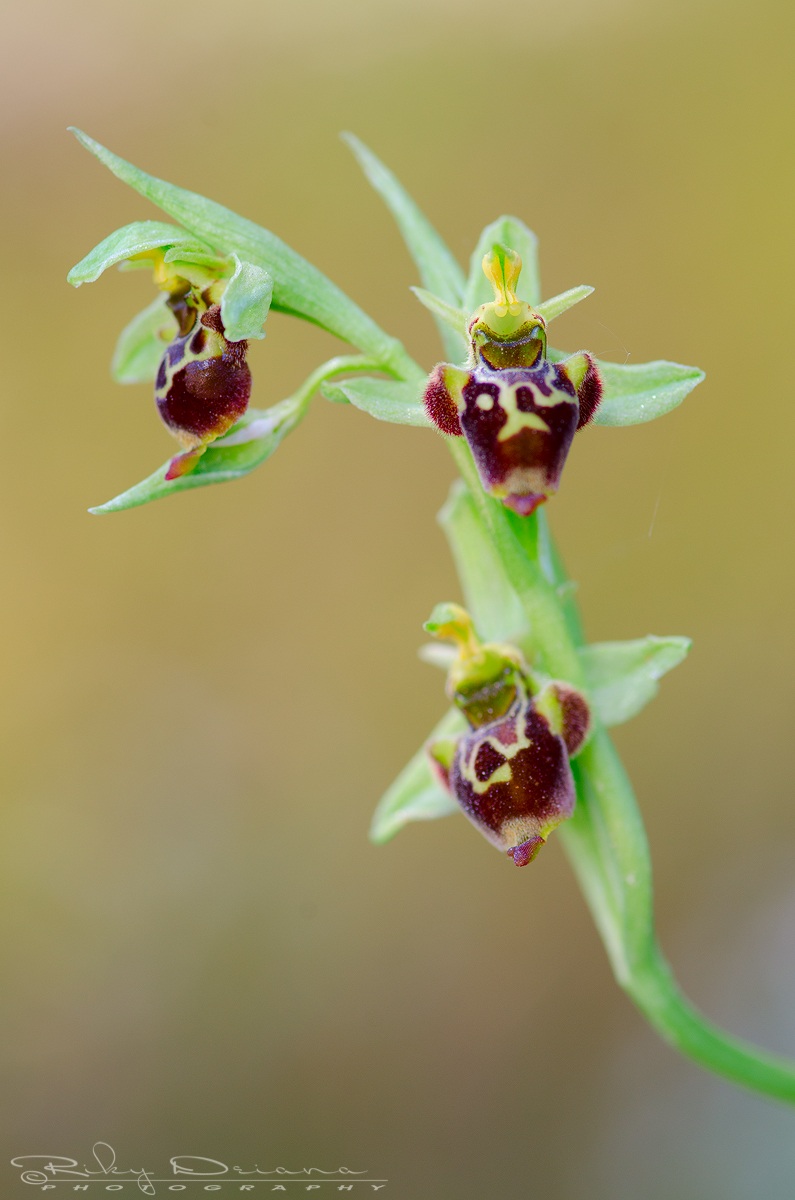 Ophrys scolopax subs. conradiae (2013)