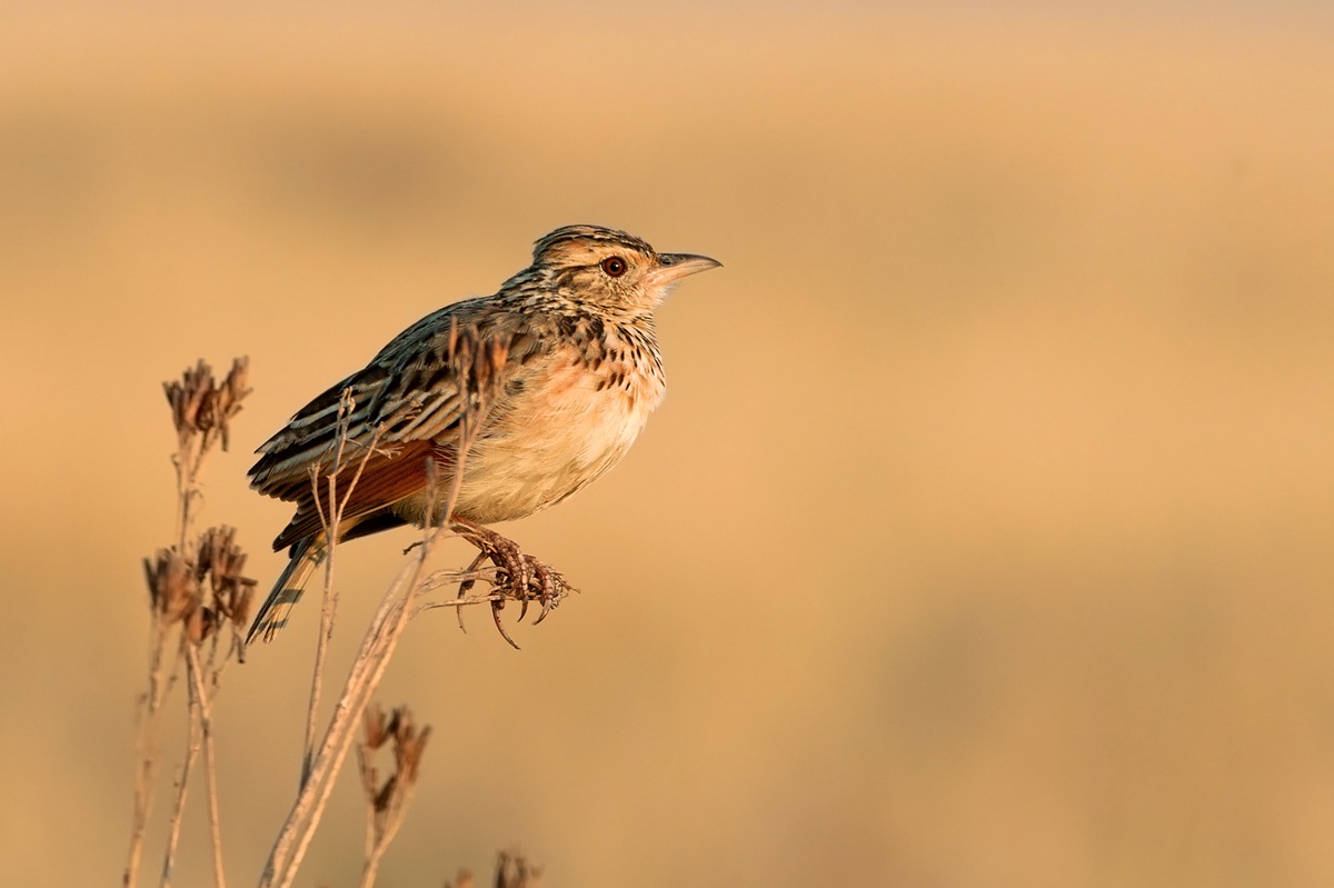 Quando la lodoletta vedo..