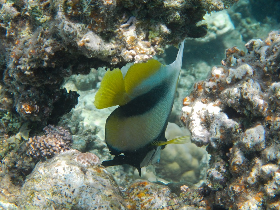 La Bandiera incorniciata