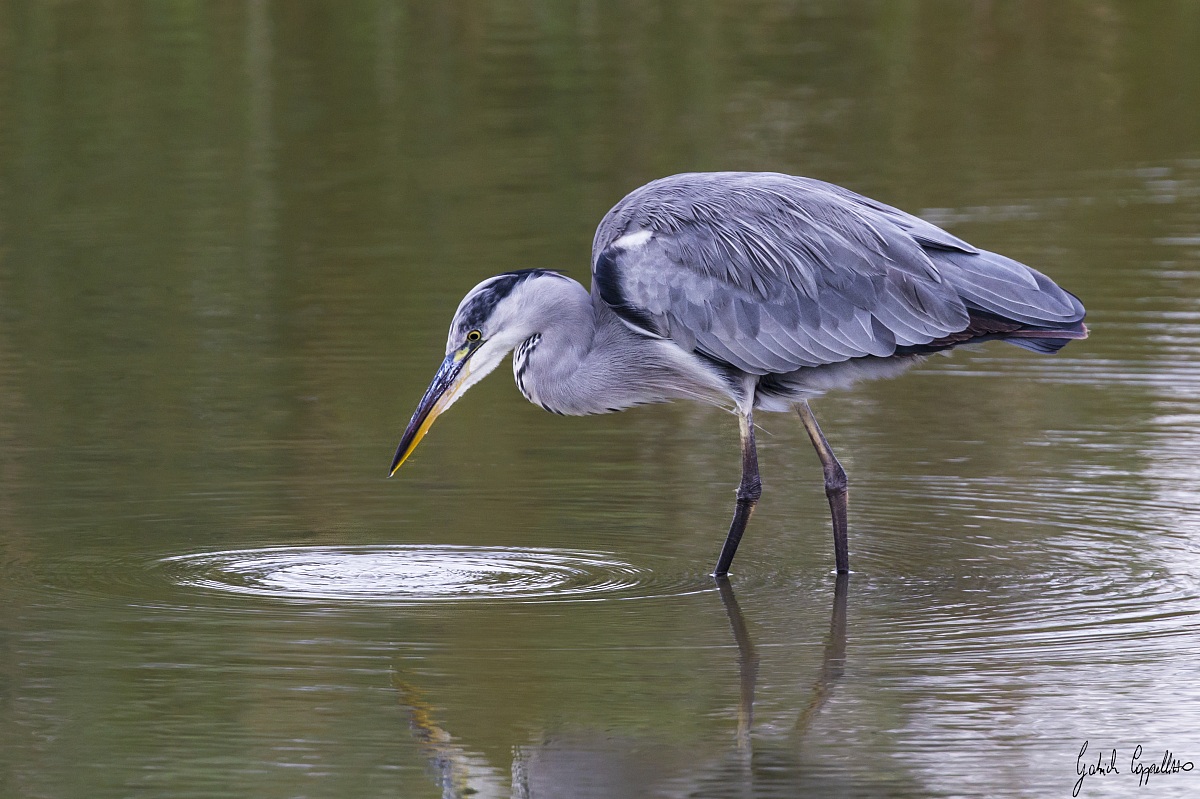 Grey Heron