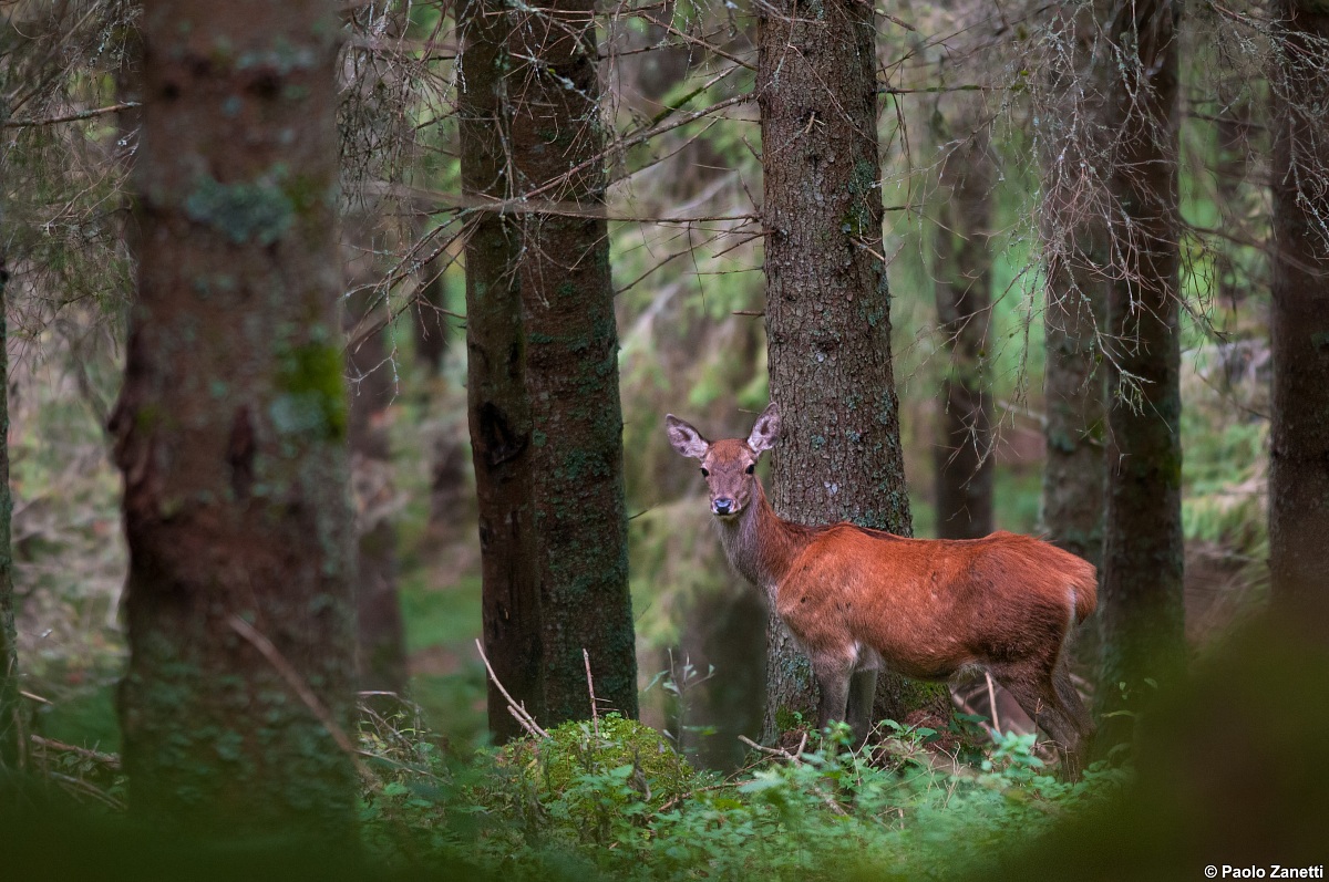 Aspettando il maschio...