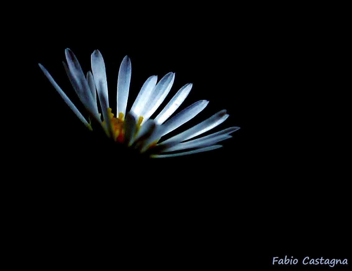 Light in the petals