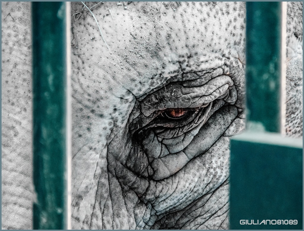 The Sadness of the Zoo