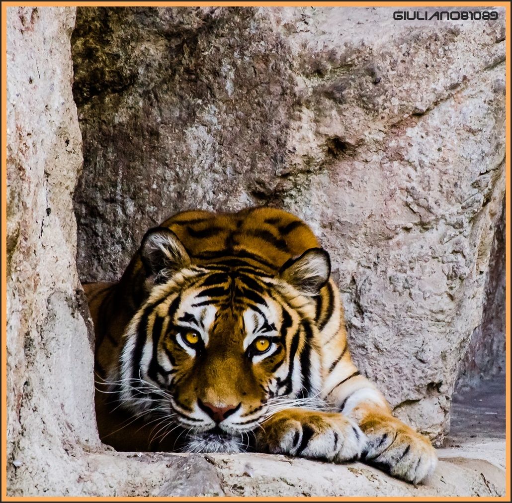 Tiger in Cage