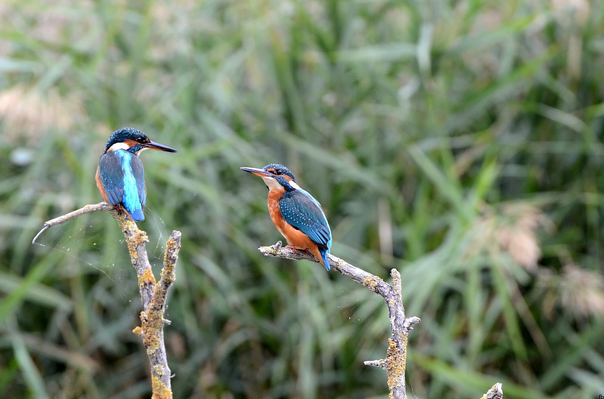 scusi sa dirmi l'ora?????