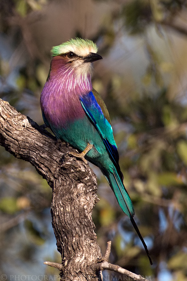 Ghiandaia Marina Pettolilla