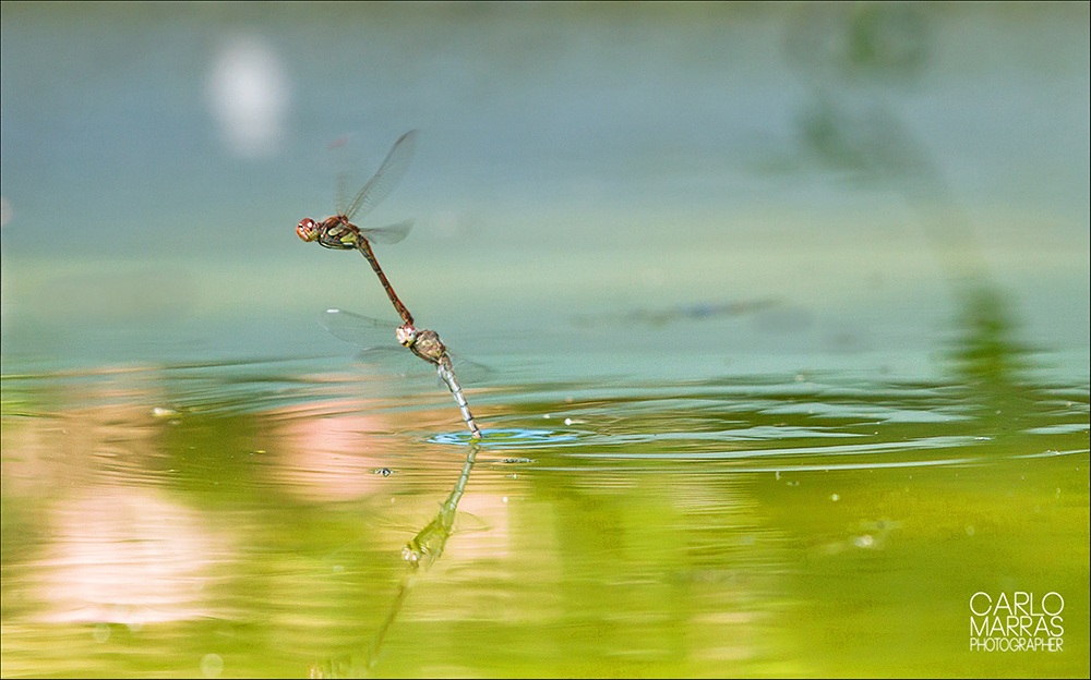 Crocothemys eritraea