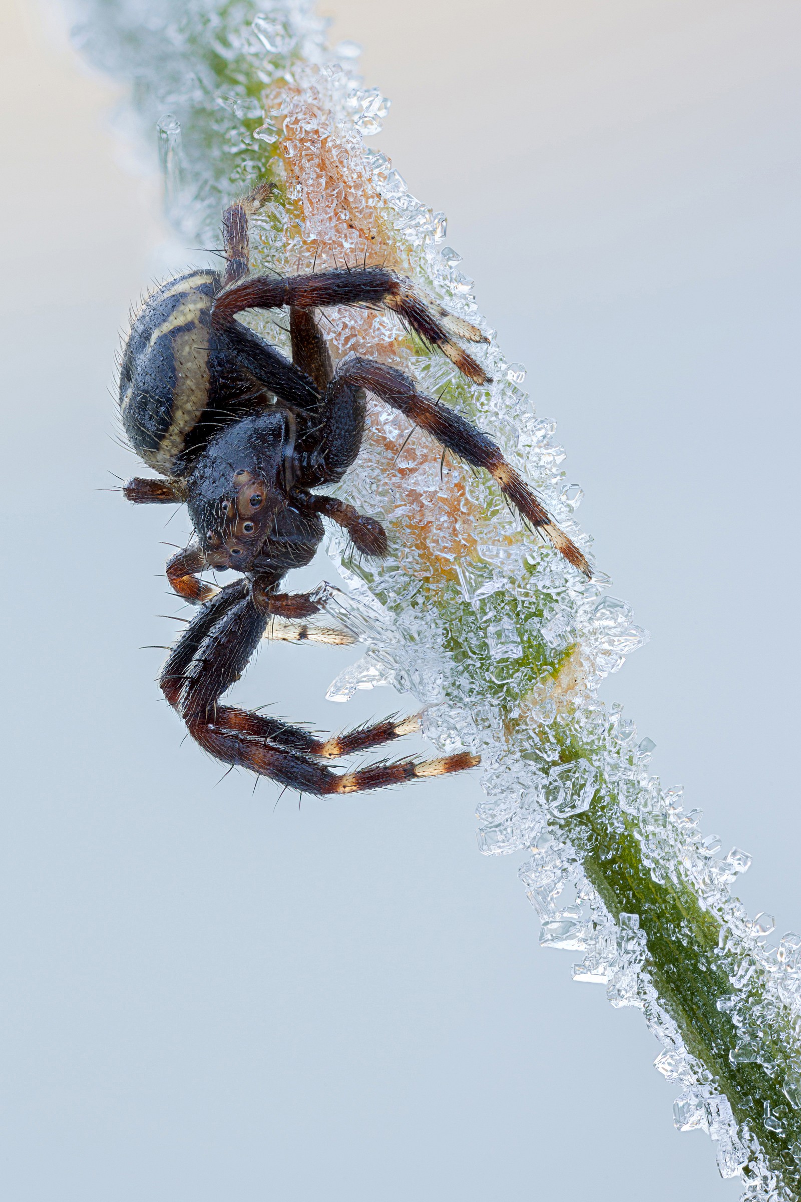 Predator sul ghiaccio