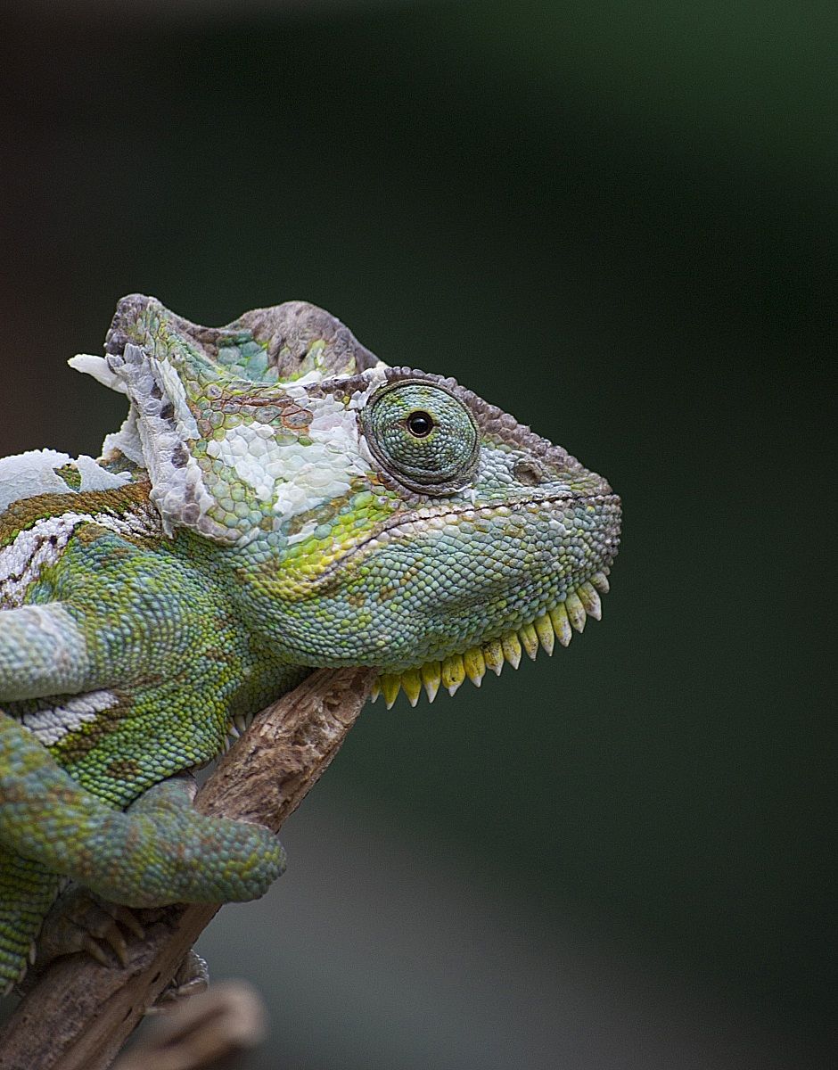 Chameleon