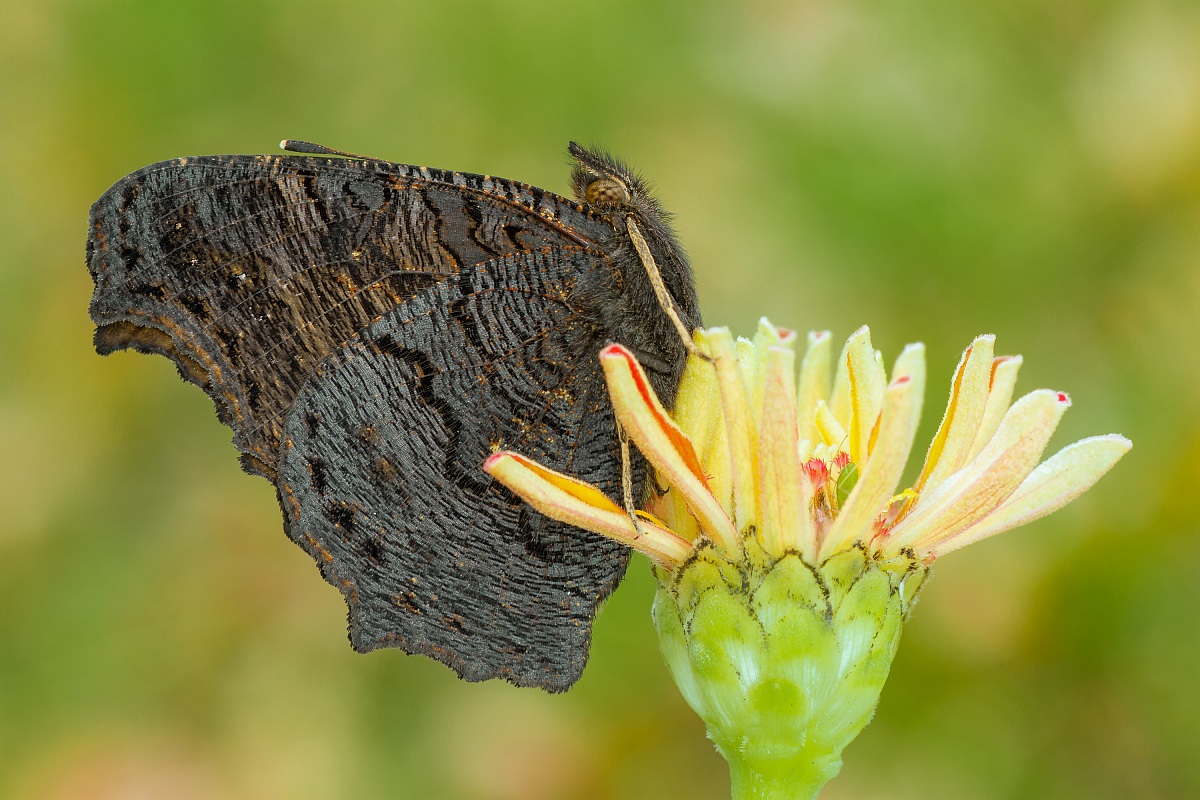 European Peacock (Inachis io)