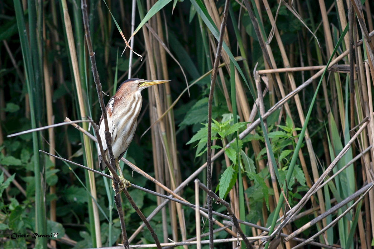 Bittern male