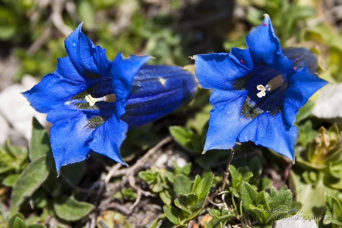 Gentiana clusii