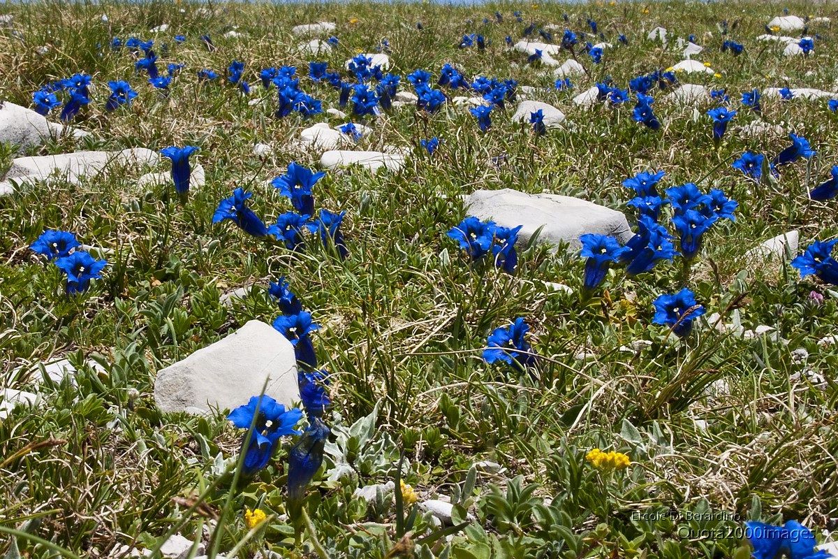 Blooming Gentiana clusii
