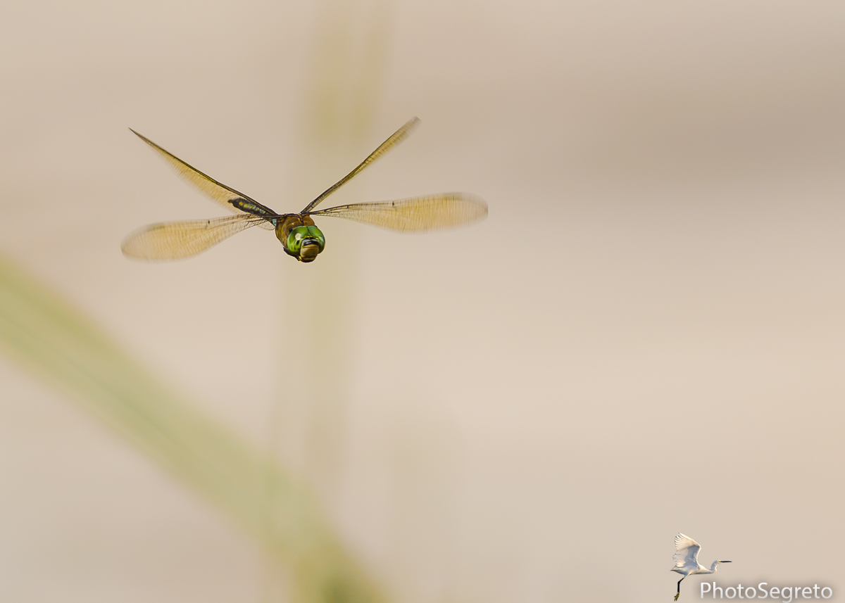 Dragonfly