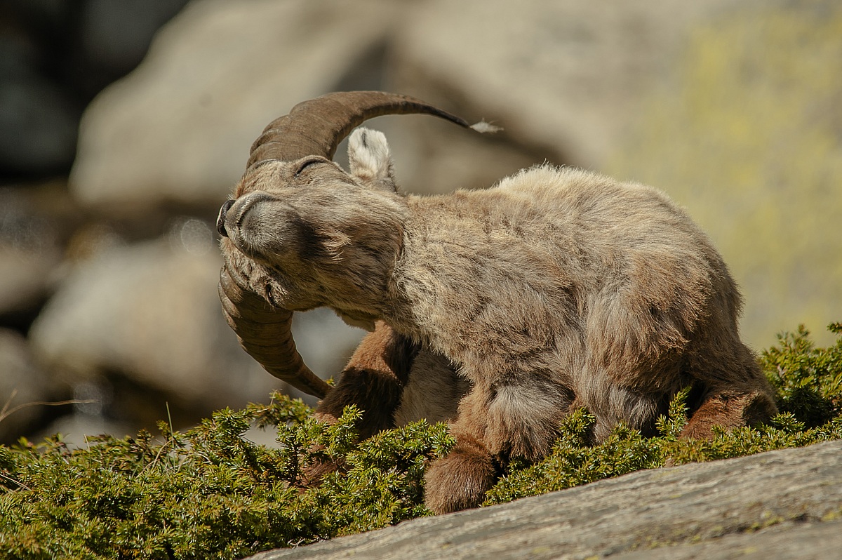 Grattatina pomeridiana