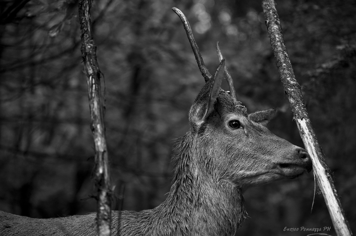 Giovane cervo maschio