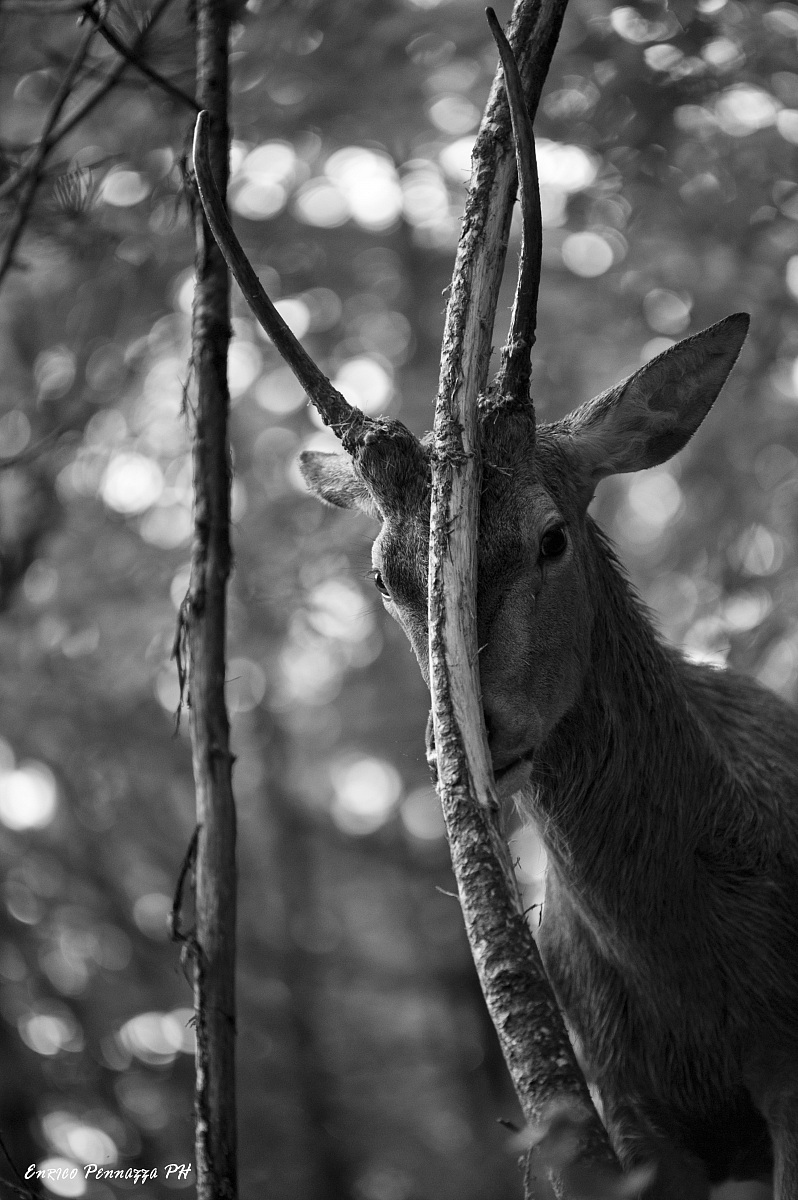 Giovane cervo maschio2