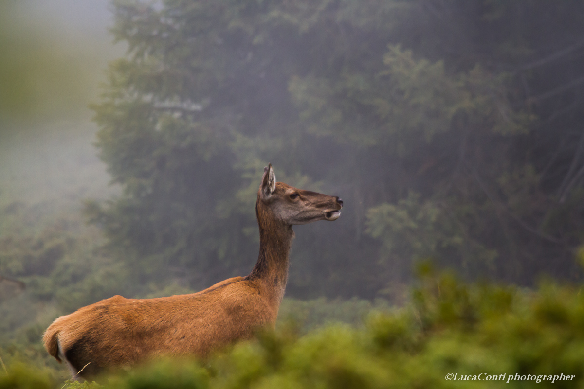 belling deer, Alta Valtellina, October 2013