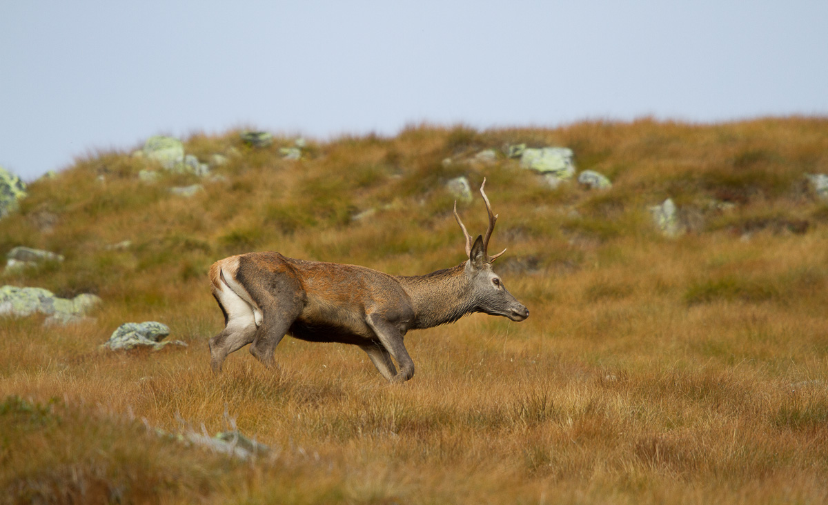 belling deer, Alta Valtellina, October 2013