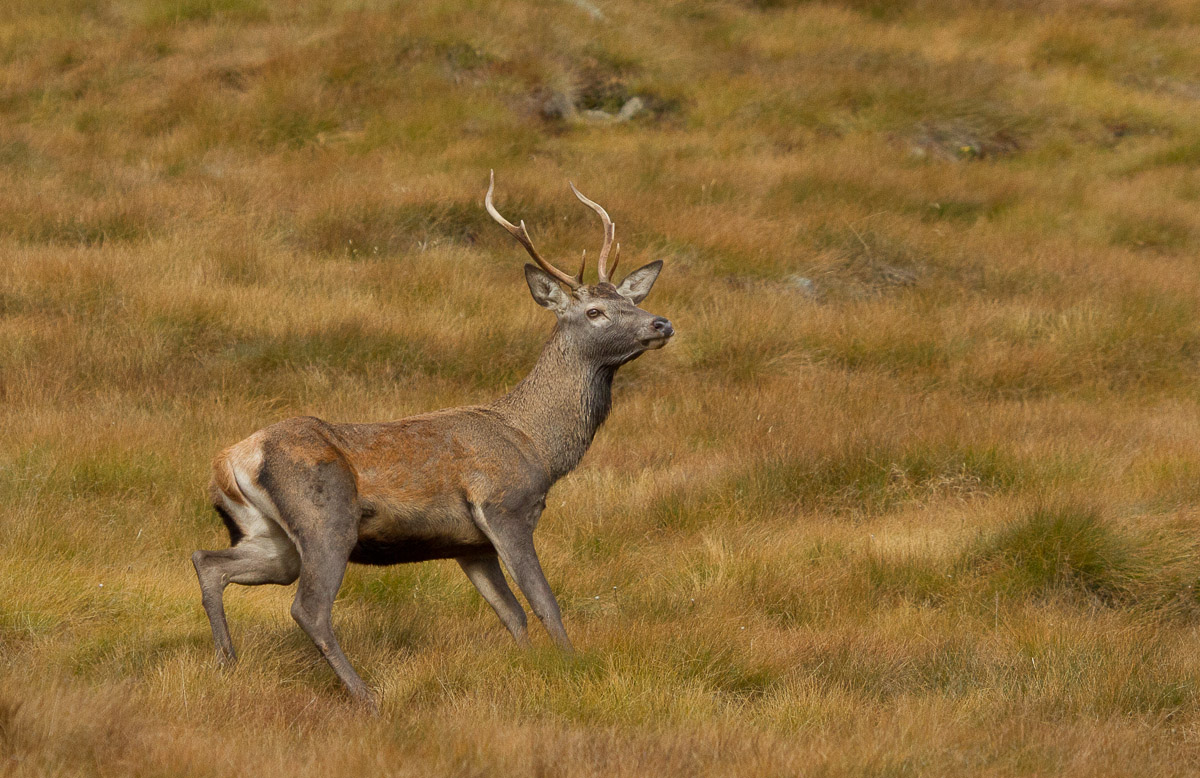 belling deer, Alta Valtellina, October 2013