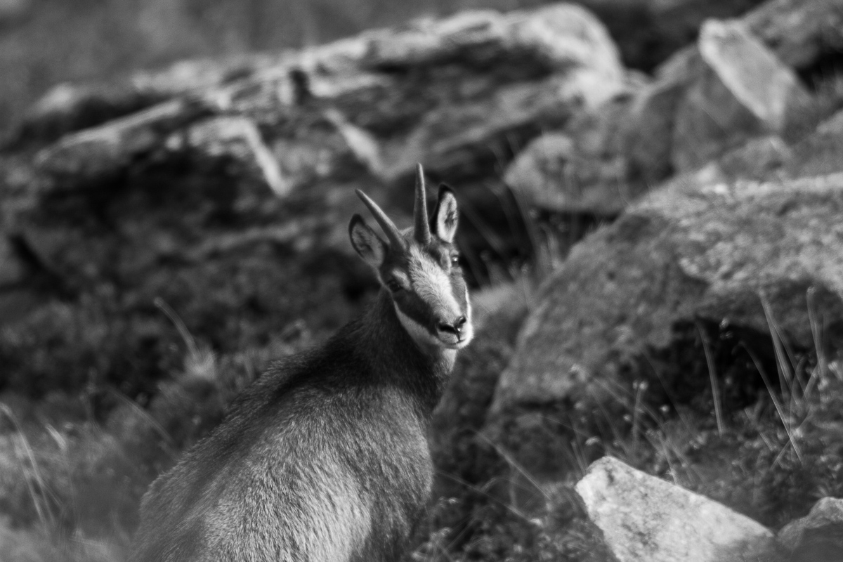 belling deer, Alta Valtellina, October 2013