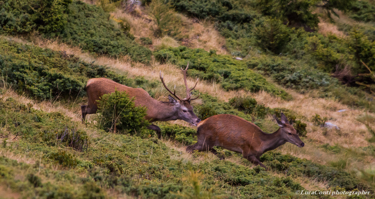 bramito cervi ,alta Valtellina , ottobre 2013