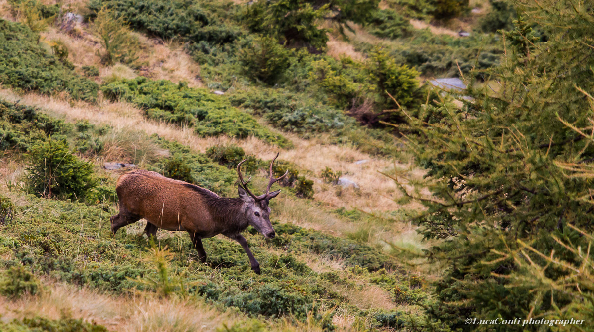 bramito cervi ,alta Valtellina , ottobre 2013