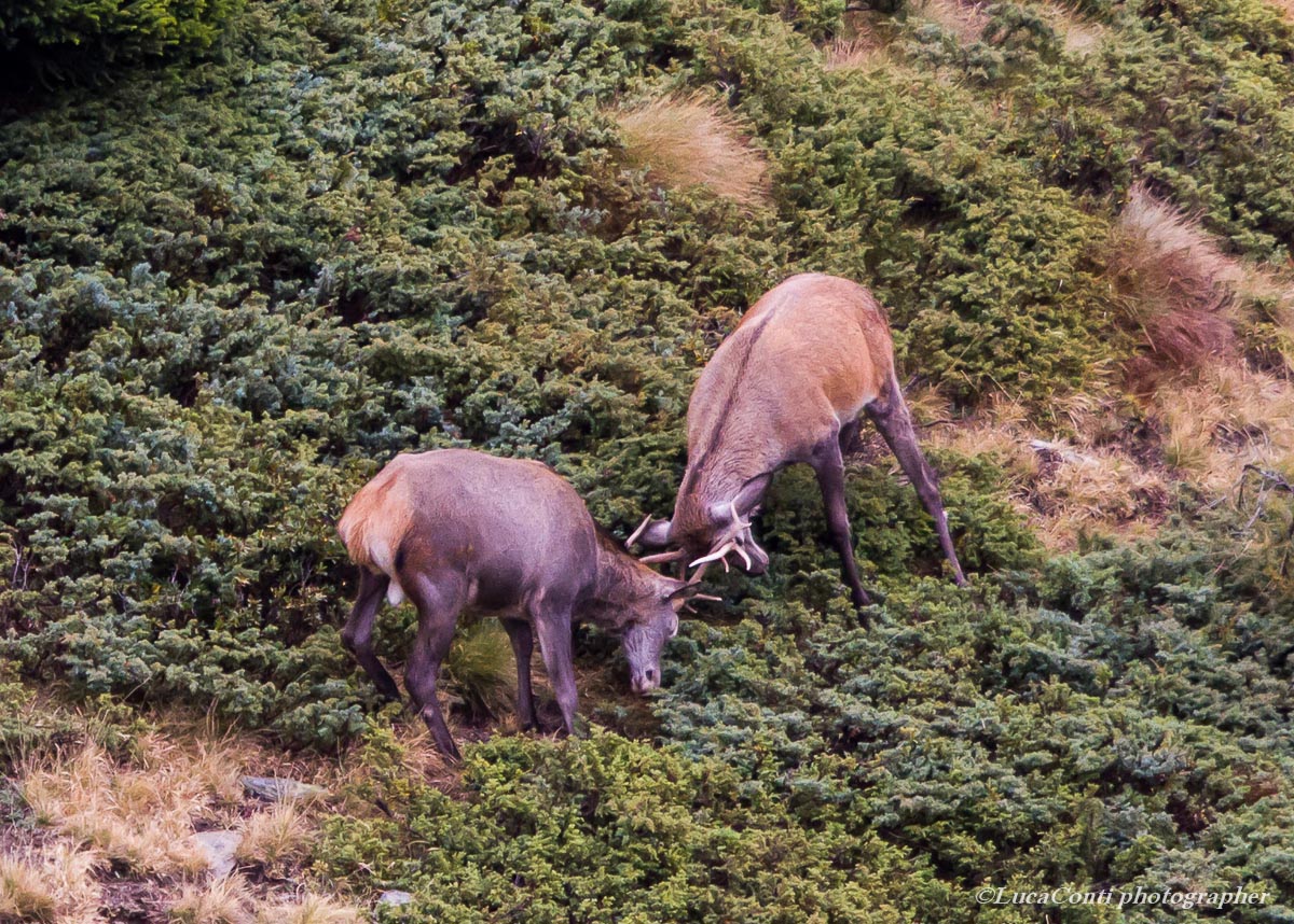 bramito cervi ,alta Valtellina , ottobre 2013