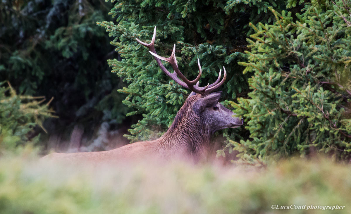 belling deer, Alta Valtellina, October 2013