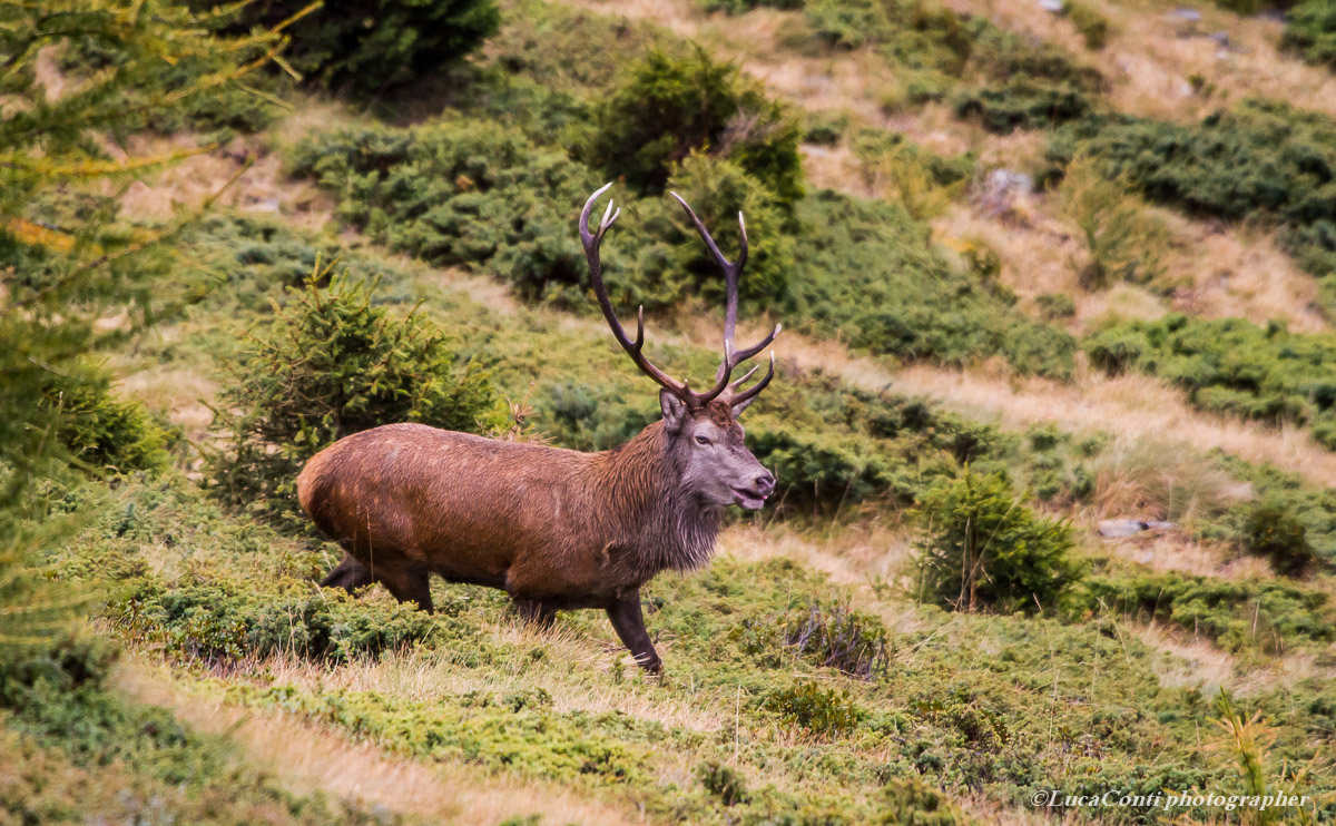 belling deer, Alta Valtellina, October 2013