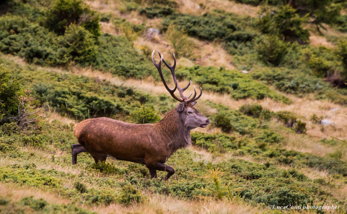 belling deer, Alta Valtellina, October 2013
