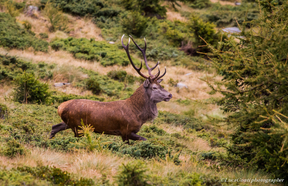 bramito cervi ,alta Valtellina , ottobre 2013