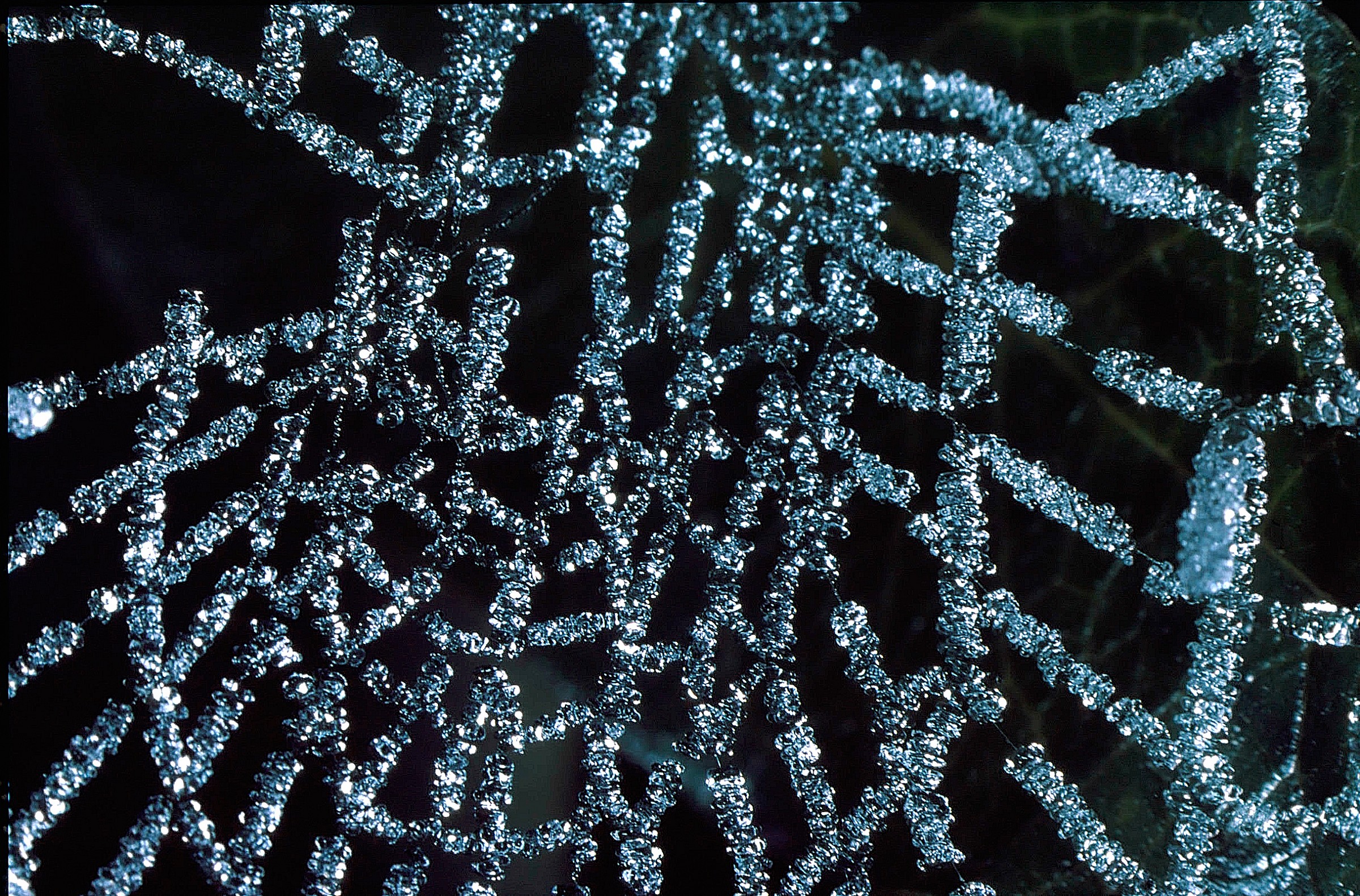 Ragnatela con brina 1988 - Particolare