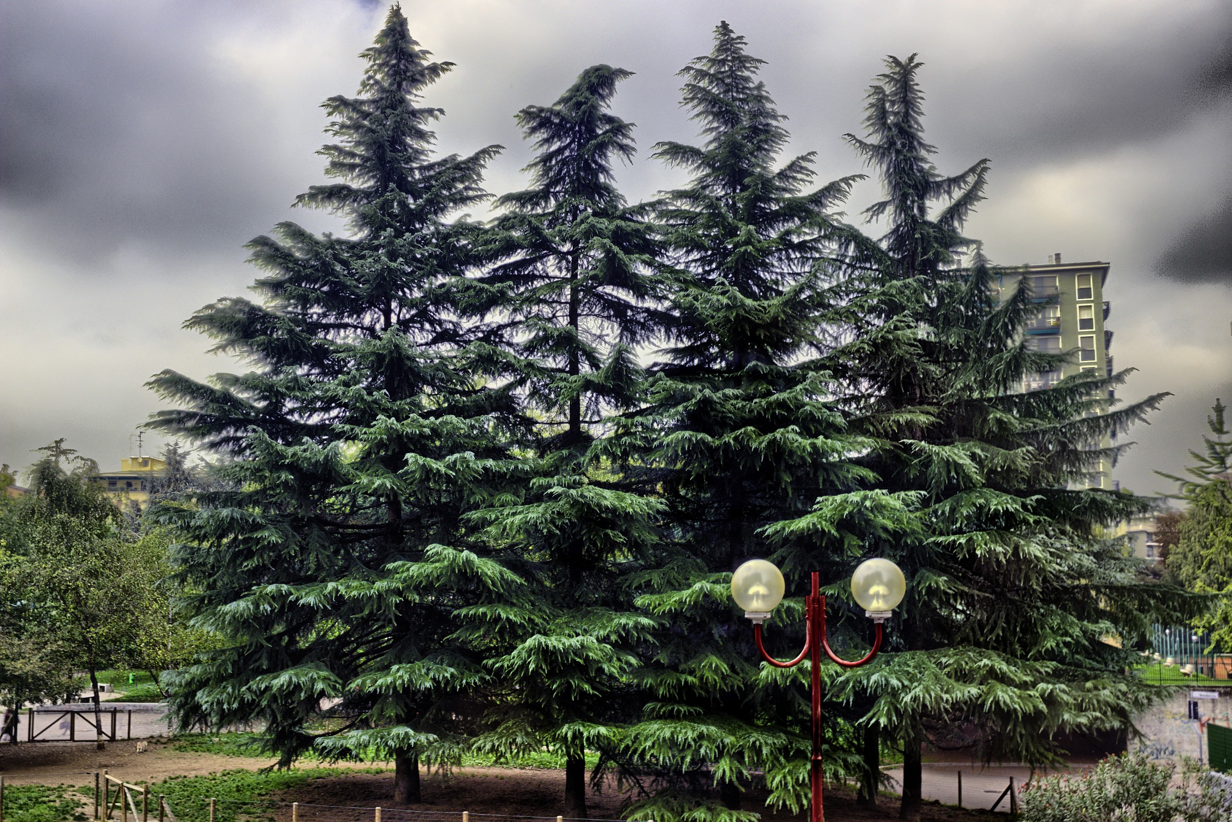 HDR Alberi