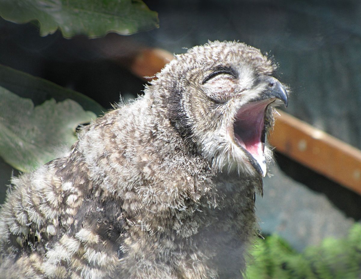 Chick, Spotted gufo reale