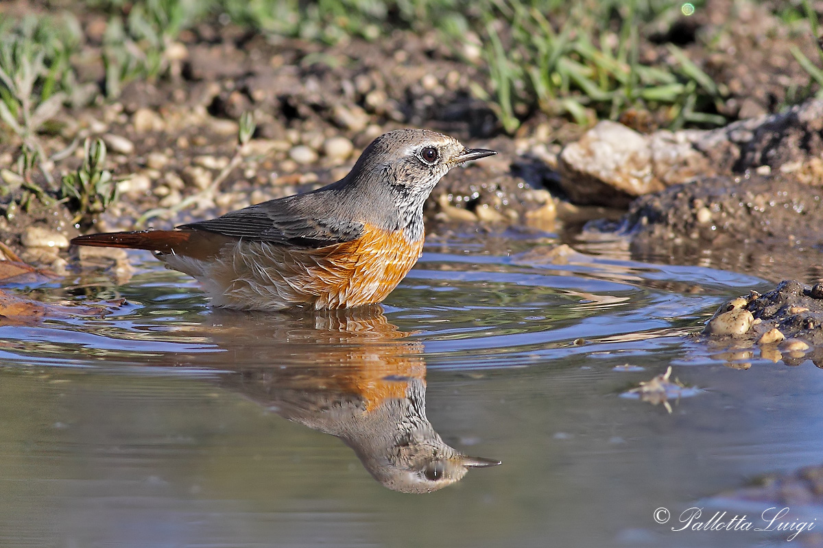 Redstart (Phoenicurus phoenicurus)