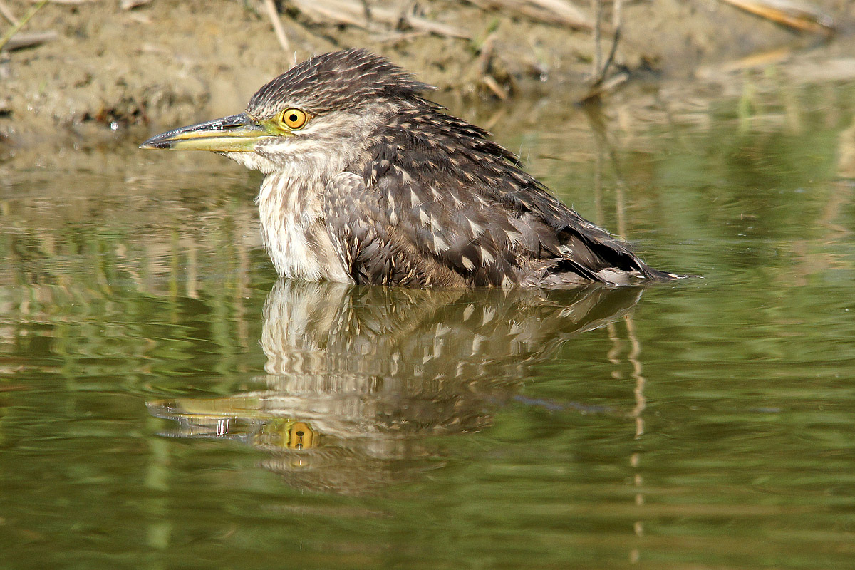 Night Heron in relaxation