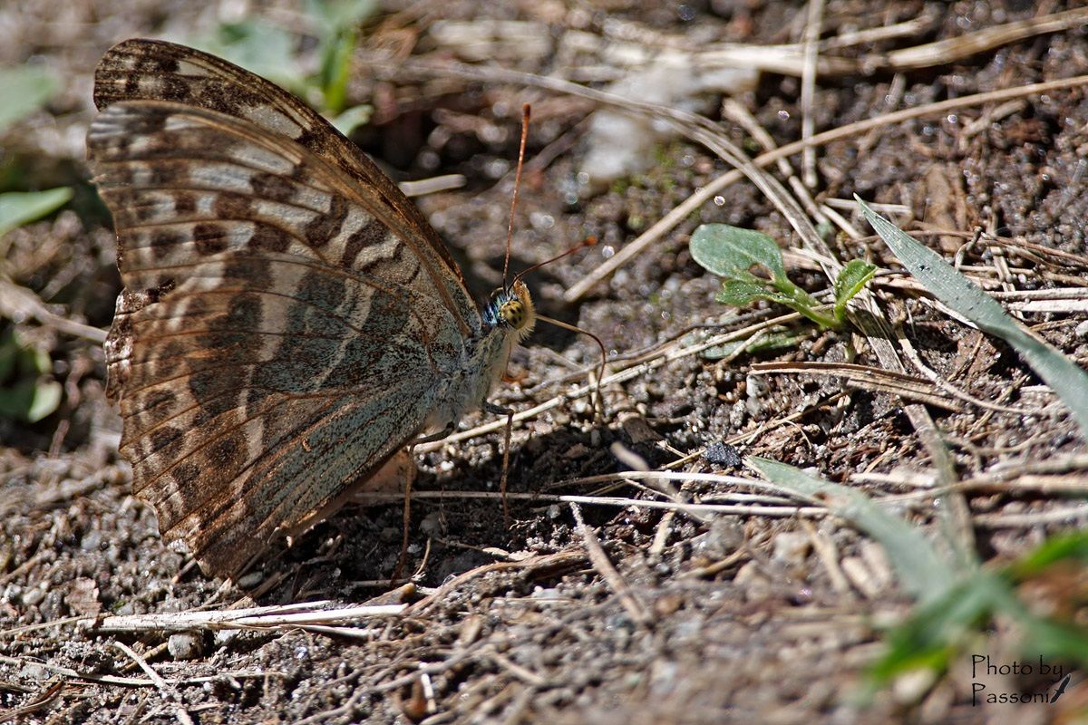 Argynnis Paphia forma Vallesina!
