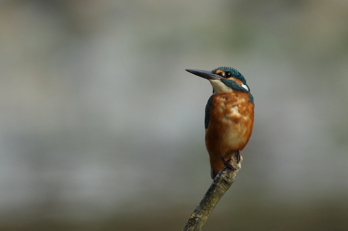 Kingfisher 6