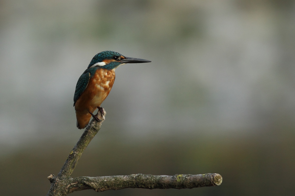 Kingfisher 7