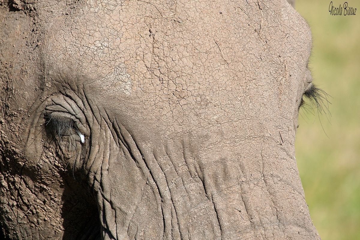 The straw that broke the camel's